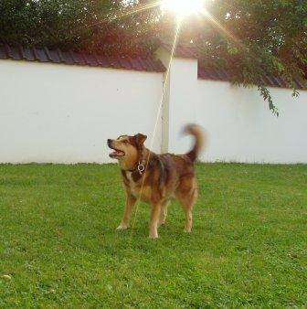 Whisky (Collie, Deutscher Schäferhund, Eurasier, Islandhund) Collie Deutscher Schäferhund Eurasier Islandhund 